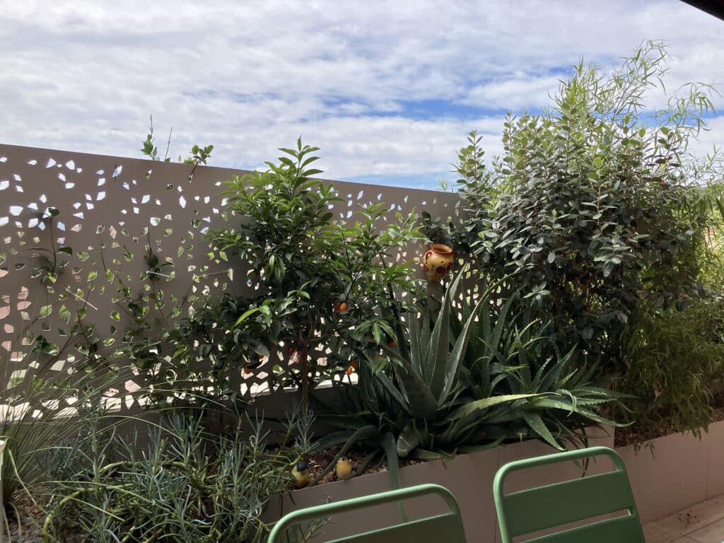 Aménagement de terrasse avec écran brise-vue décoratif, citronnier en pot, aloé vera géant et chaises de jardin vertes.
