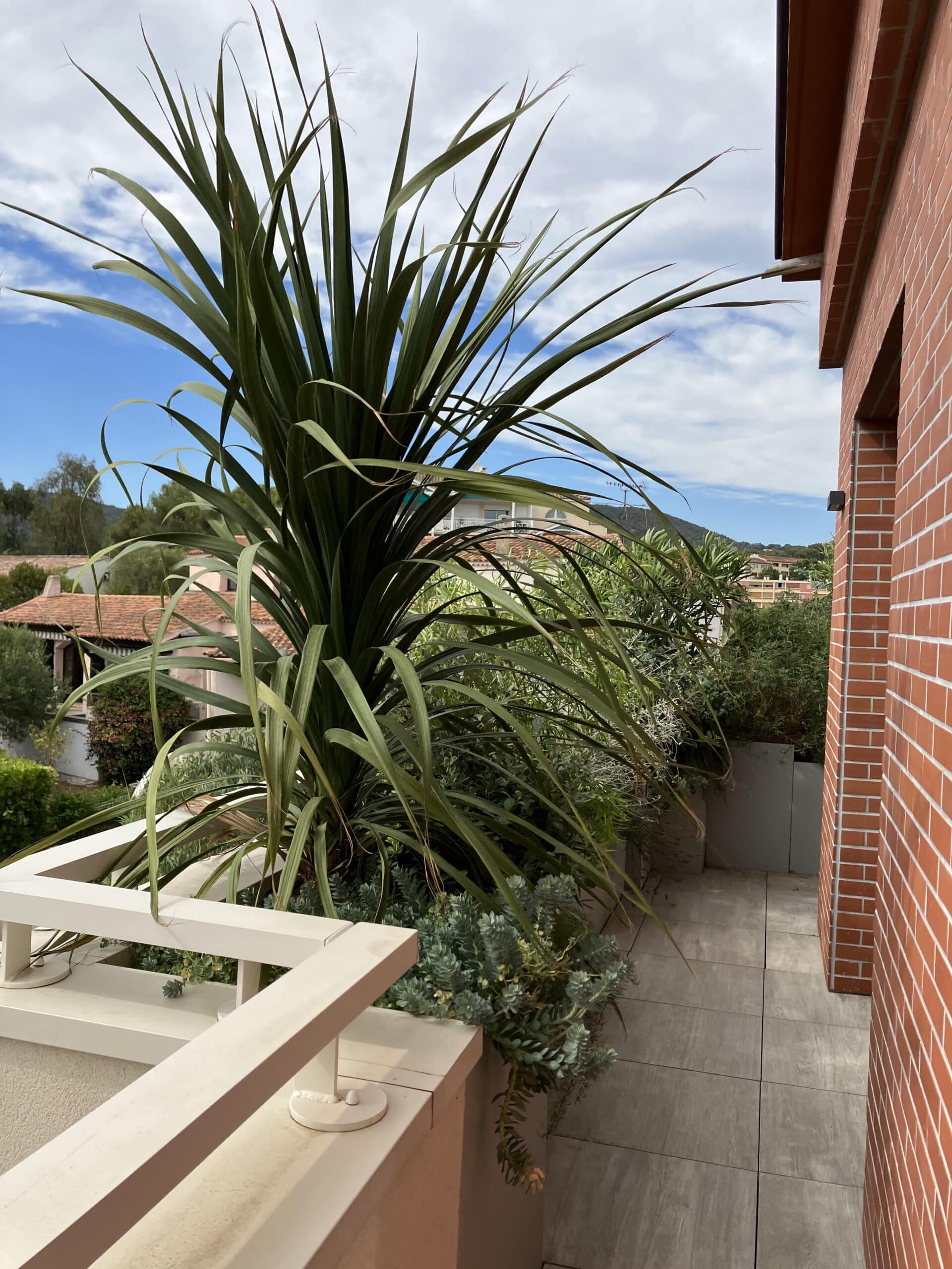 Cordyline majestueuse dans un bac à fleurs sur un balcon moderne avec vue sur les collines.