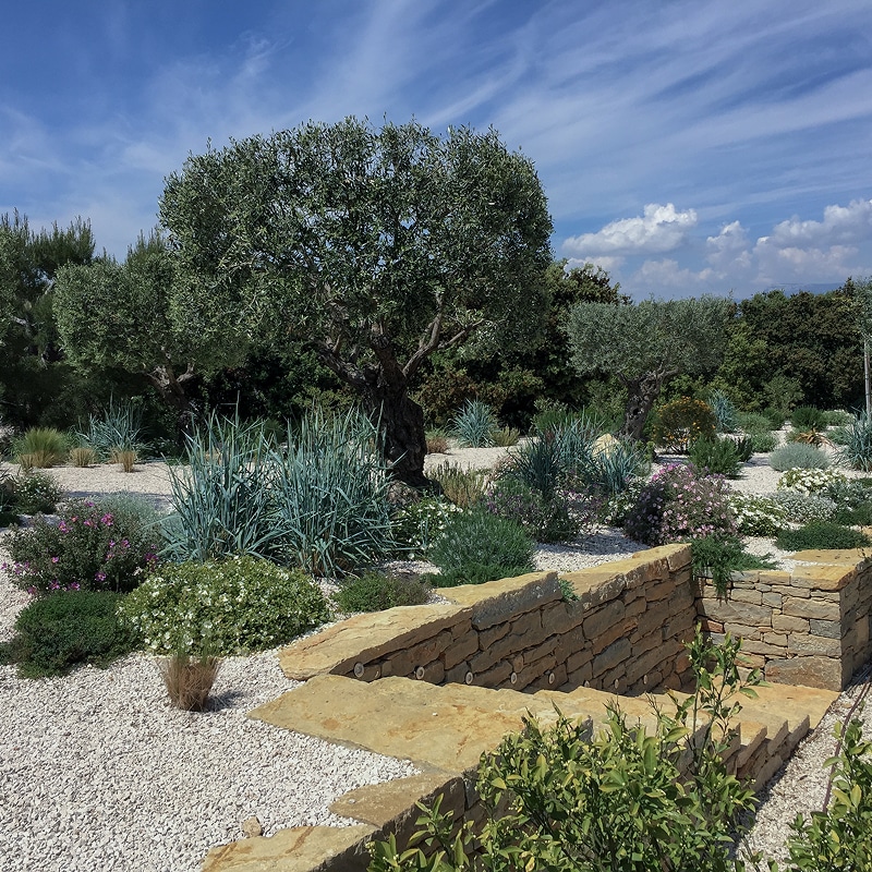 Jardin méditerranéen avec vieux oliviers, murets en pierre sèche et gravier blanc sous un ciel bleu ensoleillé.