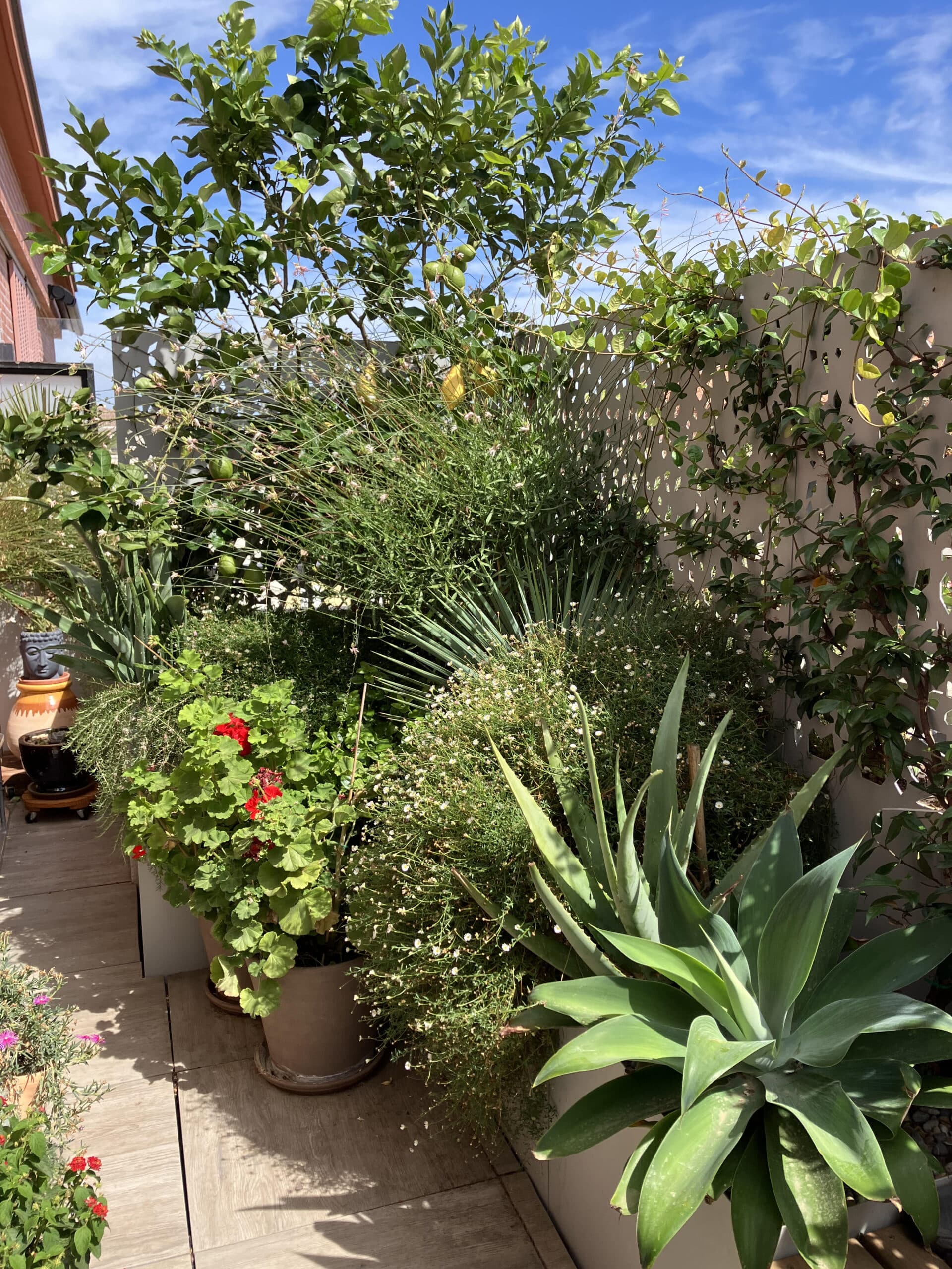 Terrasse fleurie avec citronnier, agave verte et géraniums rouges dans un jardin urbain ensoleillé.