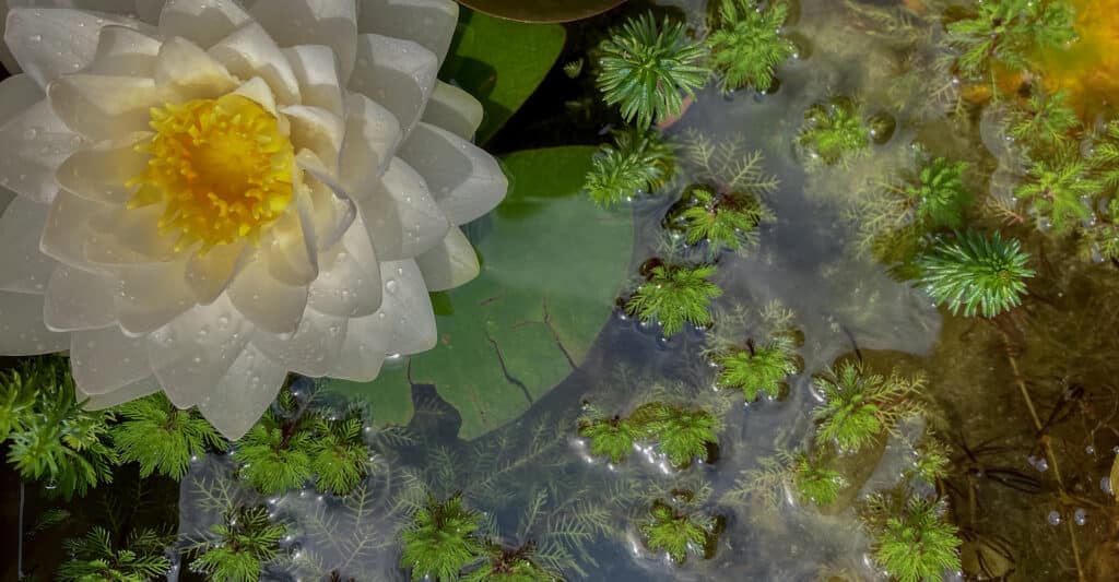 Nénuphar Blanc : Fleur de Bassin et Plantes Aquatiques Nénuphar blanc aux pétales perlés d'eau et cœur jaune parmi des plantes aquatiques flottantes.