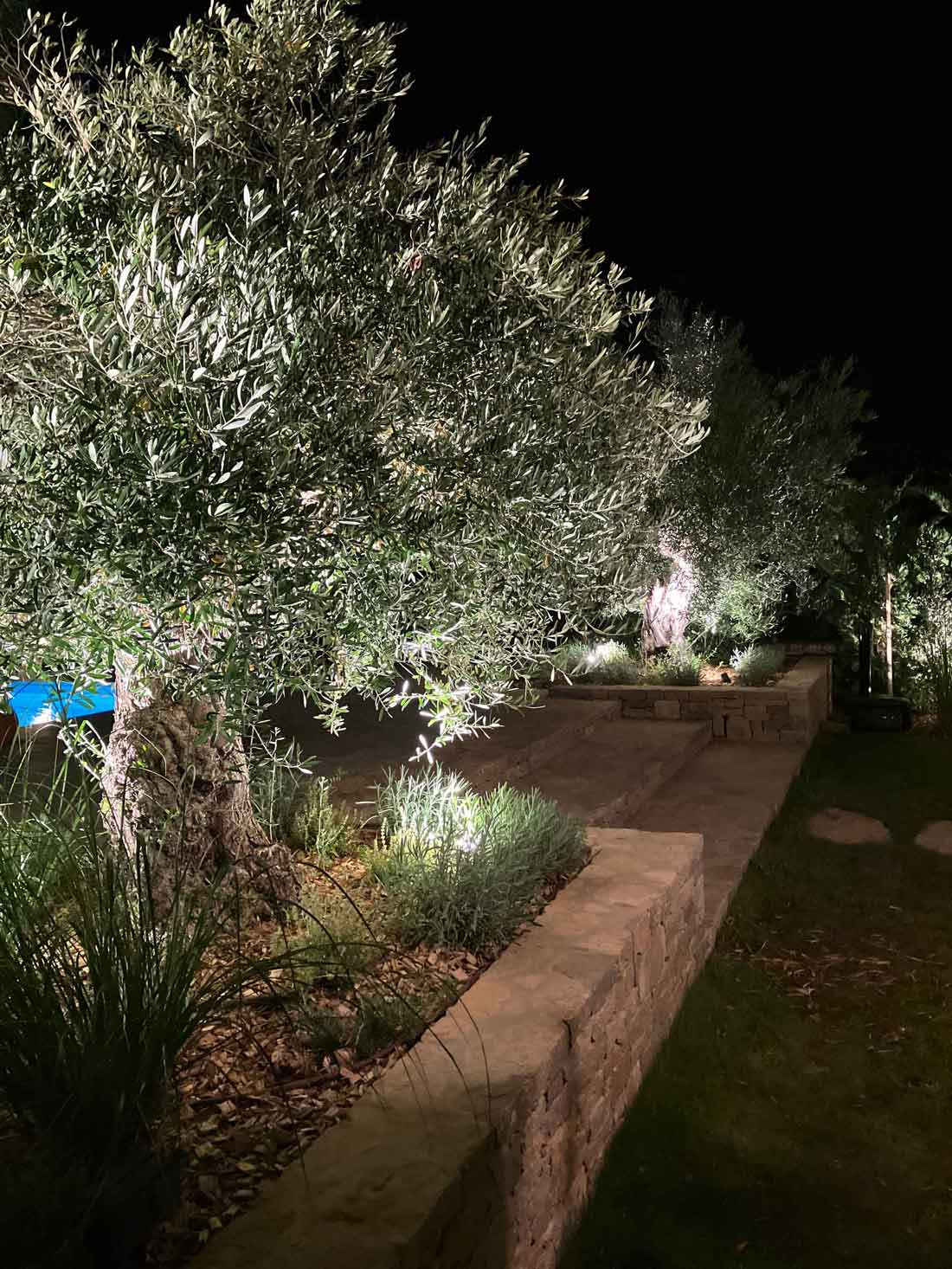 Olivier illuminé de nuit dans un jardin paysager avec mur en pierre et éclairage extérieur décoratif.