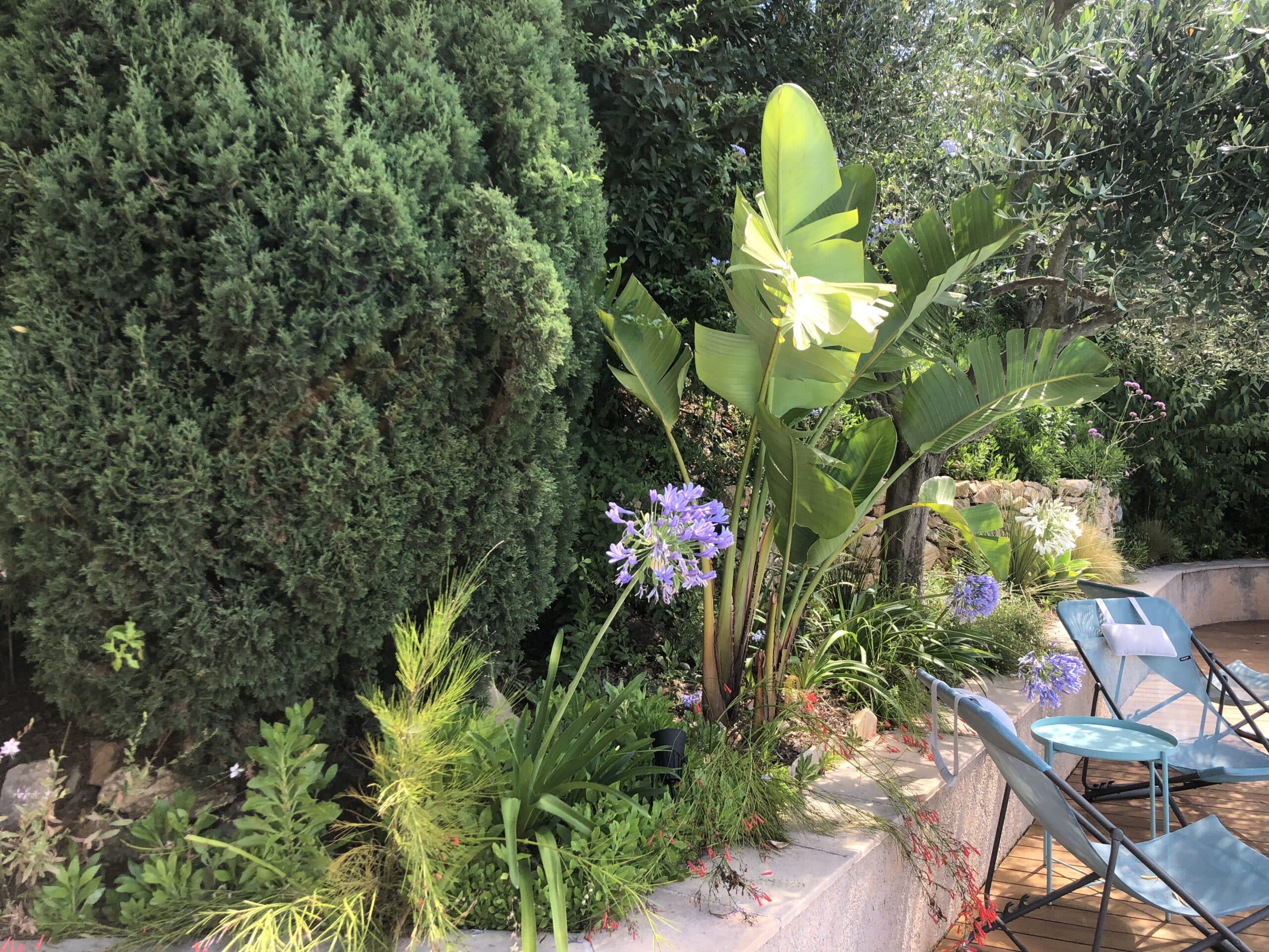 Jardin avec agapanthes mauves, grand oiseau de paradis et transats bleus sur une terrasse en bois ensoleillée.