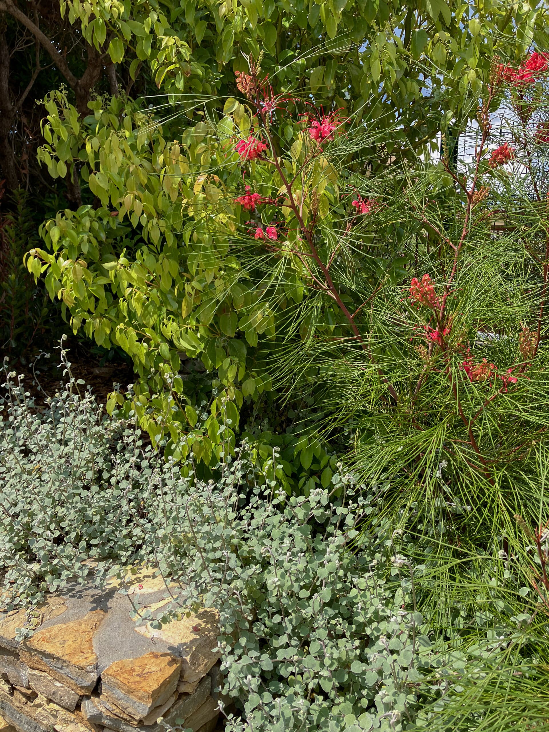 Grevillea aux fleurs rouges et feuillage argenté devant un muret de pierre dans un jardin ensoleillé.