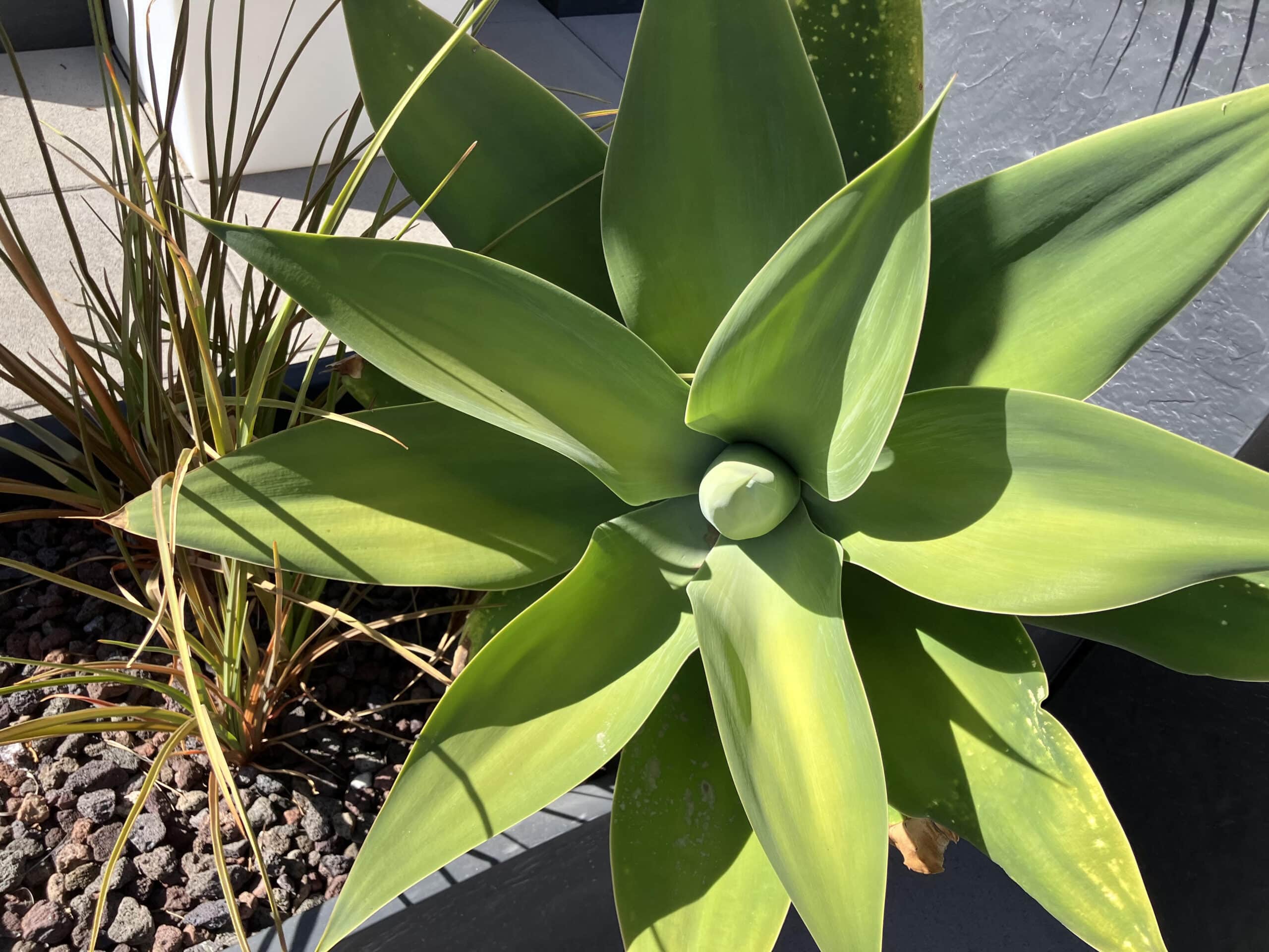Agave aux larges feuilles vertes en rosette dans un jardin moderne avec roches volcaniques sous un soleil radieux.