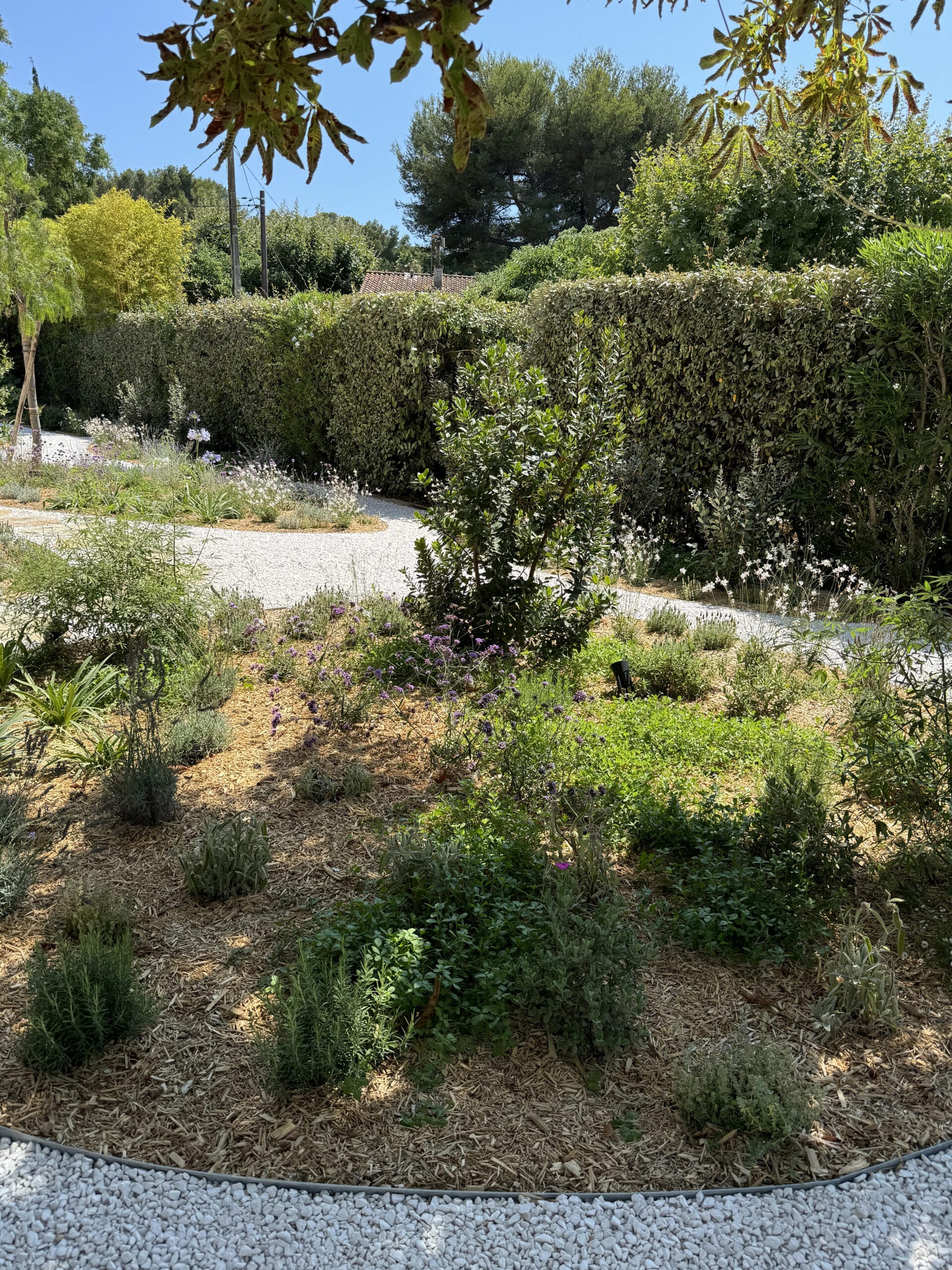 Jardin méditerranéen avec allée en gravier blanc, plantes aromatiques, paillage en bois et haie verdoyante sous le soleil.