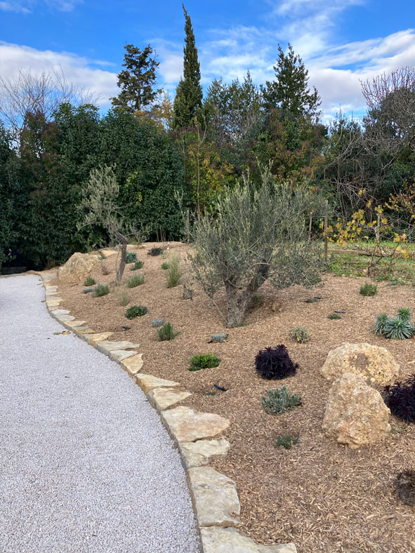 Aménagement de jardin méditerranéen avec oliviers, sentier en gravier blanc, paillis et bordure en pierres naturelles.