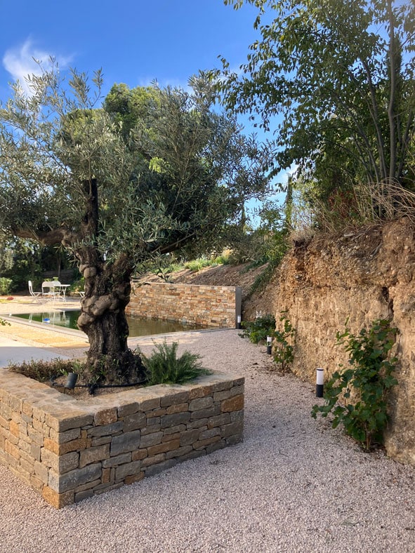 Olivier centenaire dans une jardinière en pierre sèche, allée de gravier et piscine au fond d'un jardin méditerranéen.