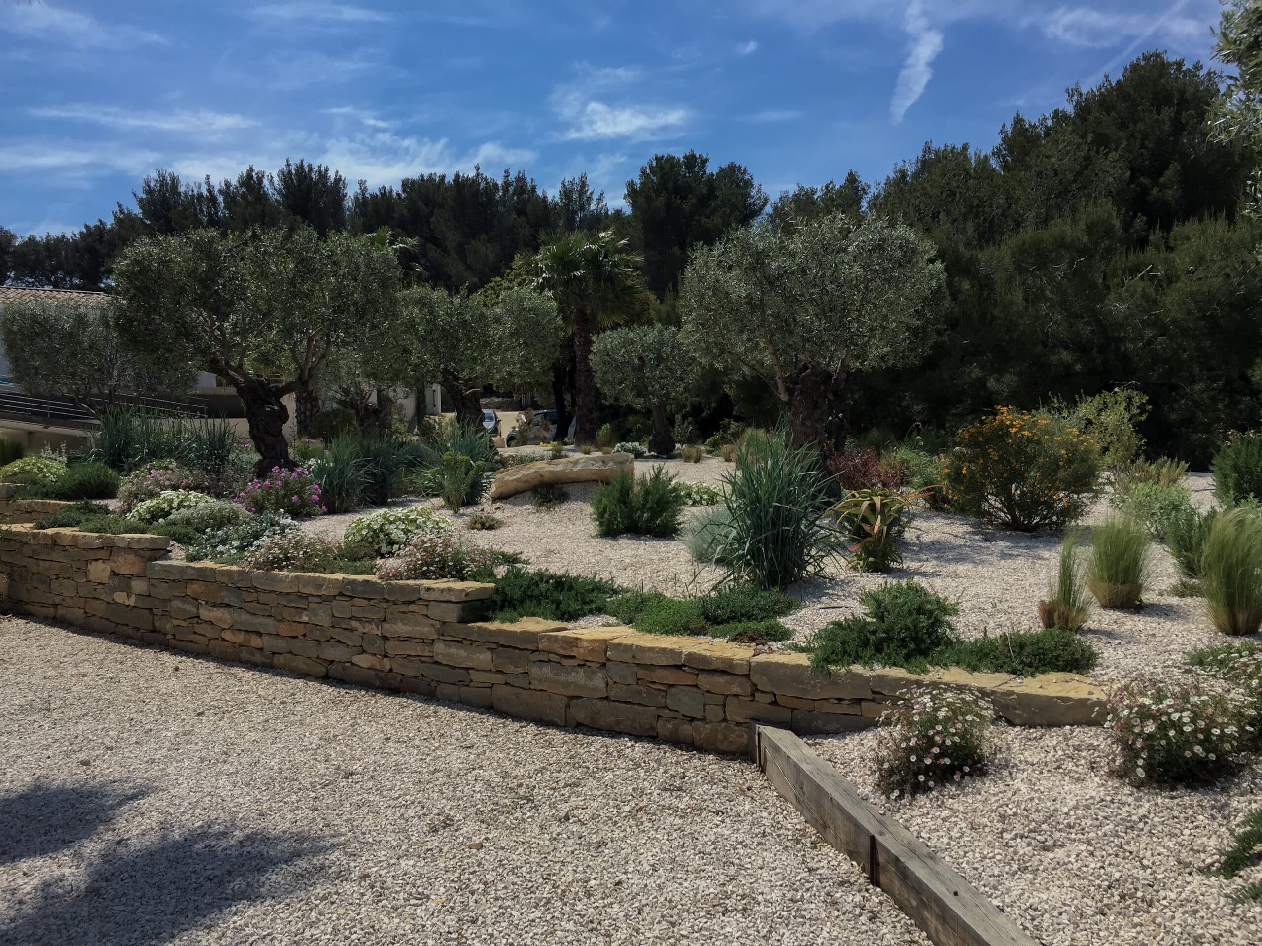 Jardin méditerranéen avec oliviers, muret en pierre sèche, gravier blanc et plantes variées sous un ciel bleu.
