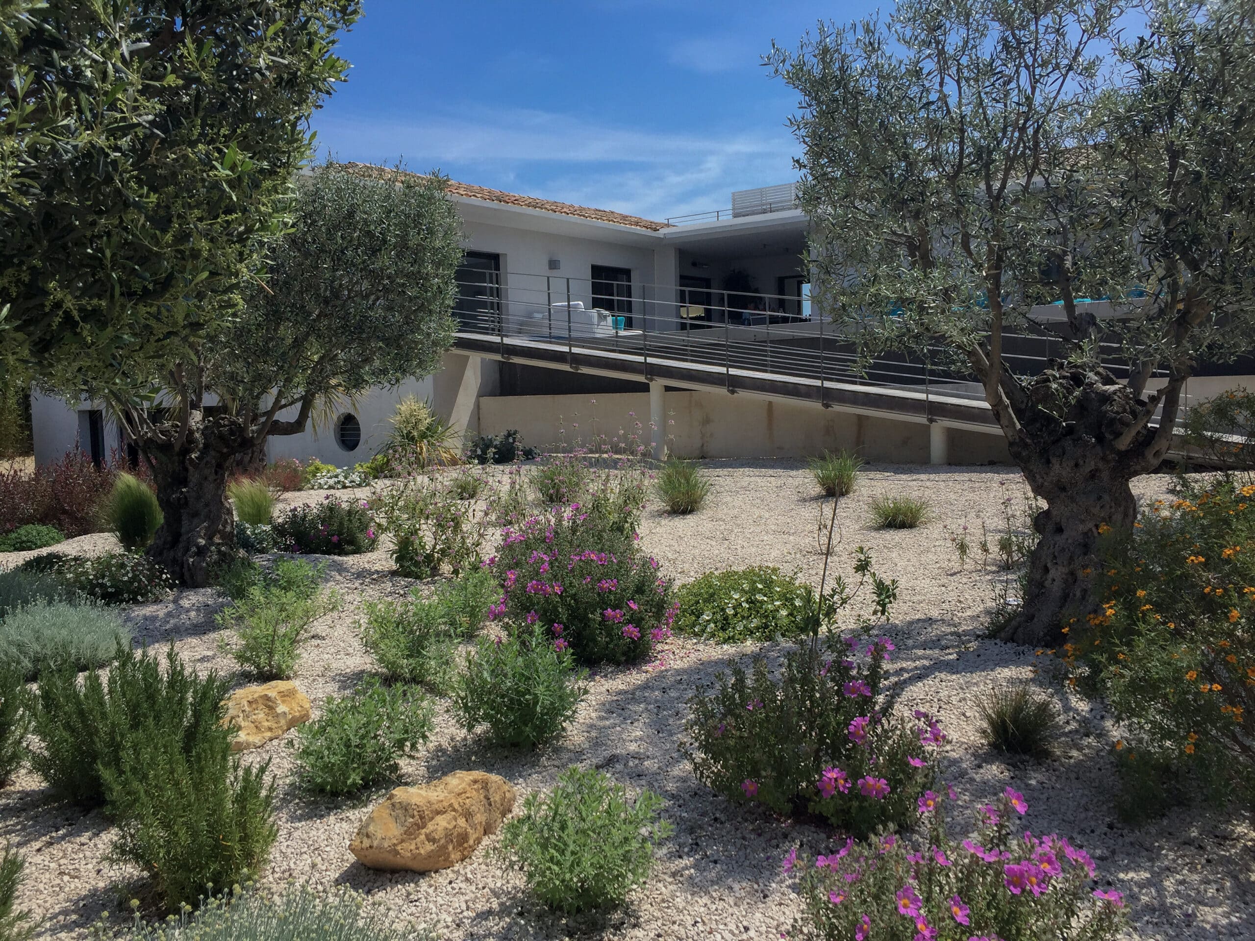 Jardin méditerranéen avec oliviers centenaires, fleurs roses et gravier devant une villa blanche moderne.