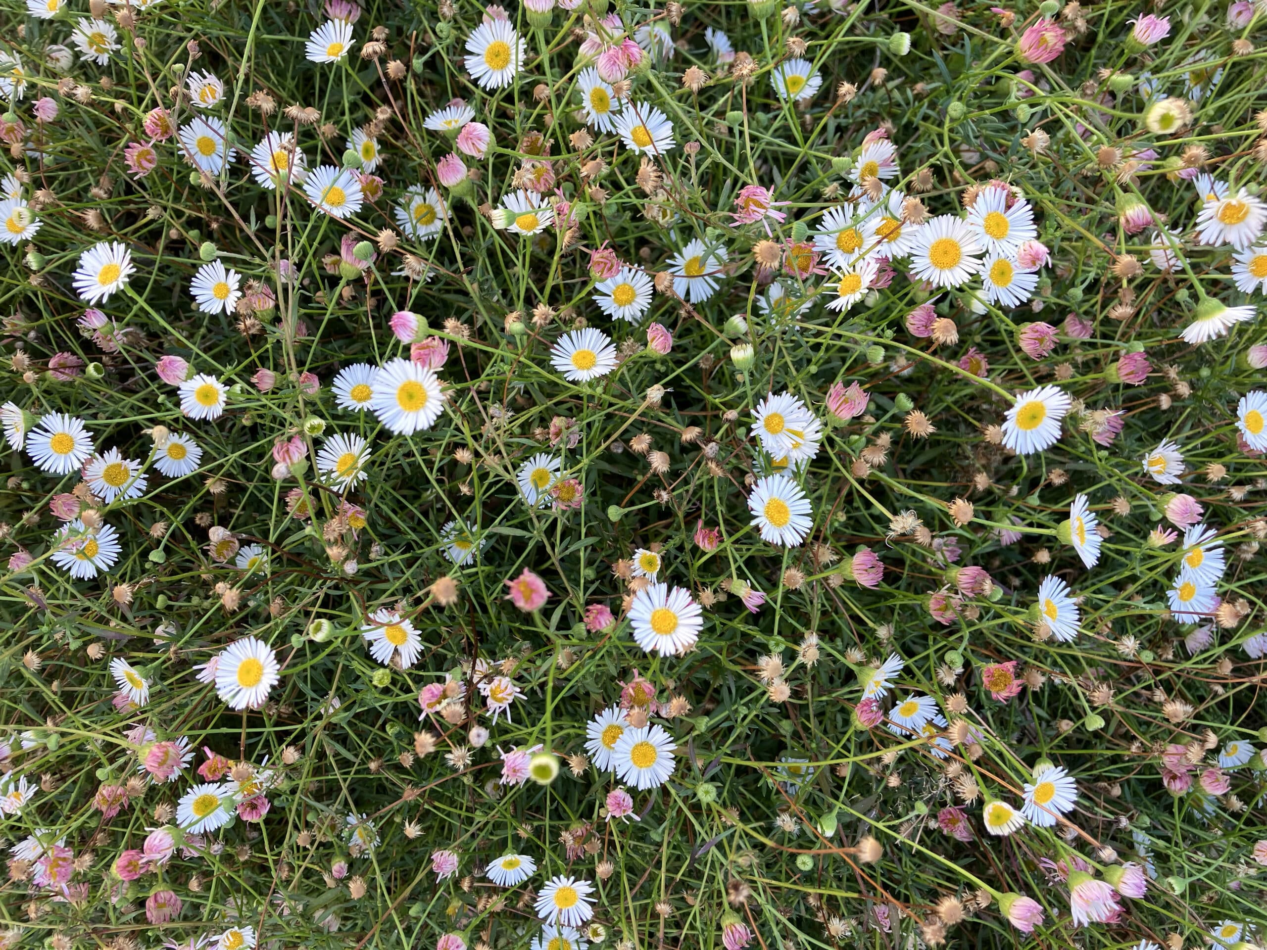 Petites fleurs de vergerette blanches et roses aux cœurs jaunes s'épanouissant parmi une verdure dense.