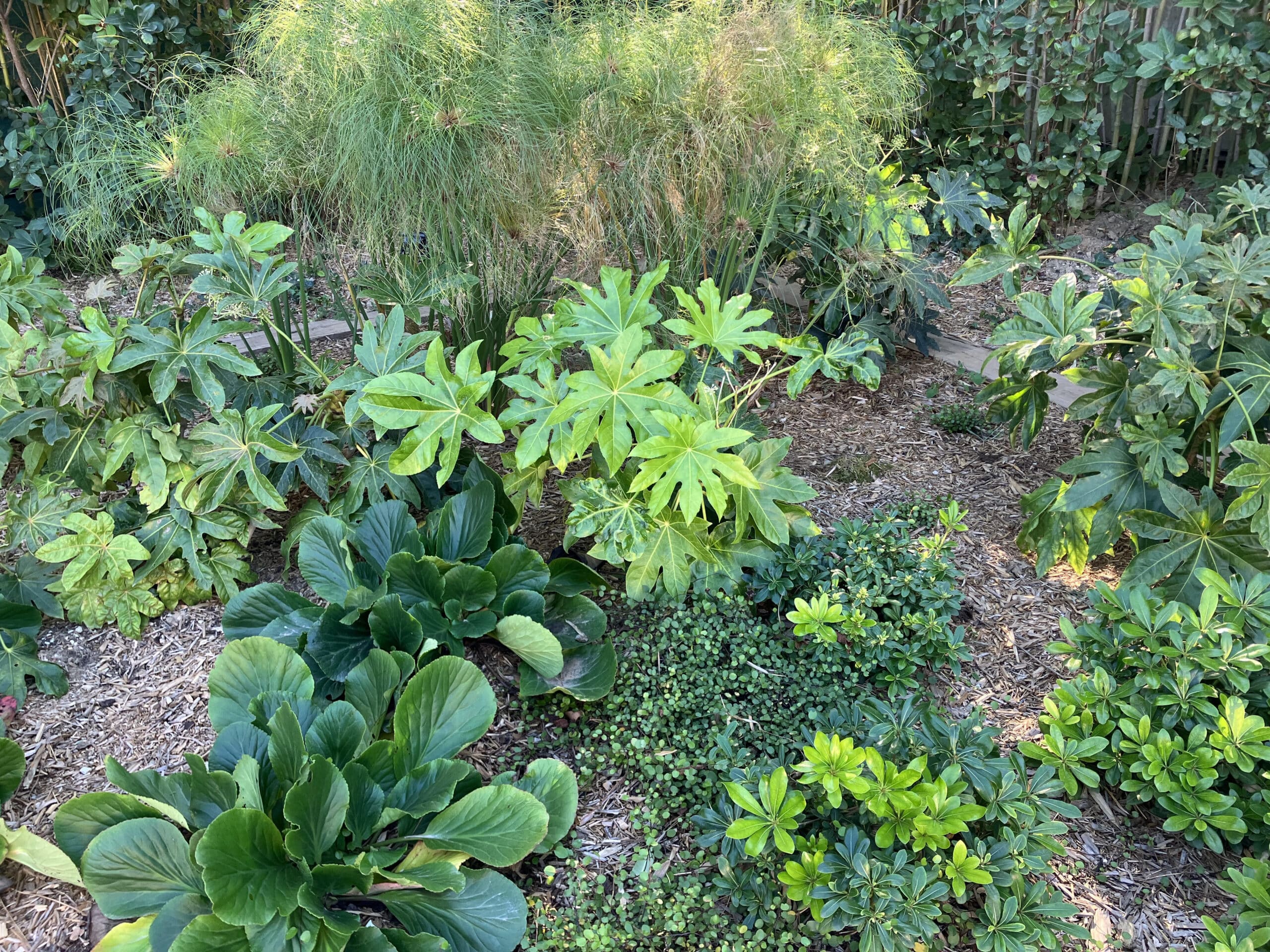 Jardin exotique luxuriant avec Fatsia japonica, Bergenia et papyrus sur un lit de paillis sous la lumière.