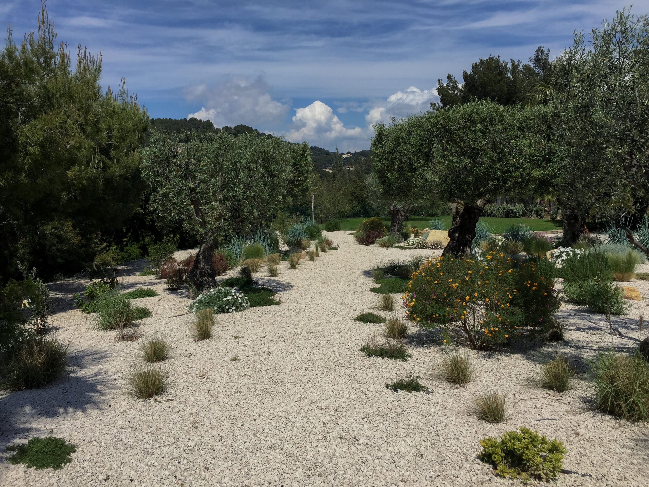 Jardin méditerranéen avec allée de gravier blanc, oliviers anciens et arbustes fleuris sous un ciel bleu d'été.