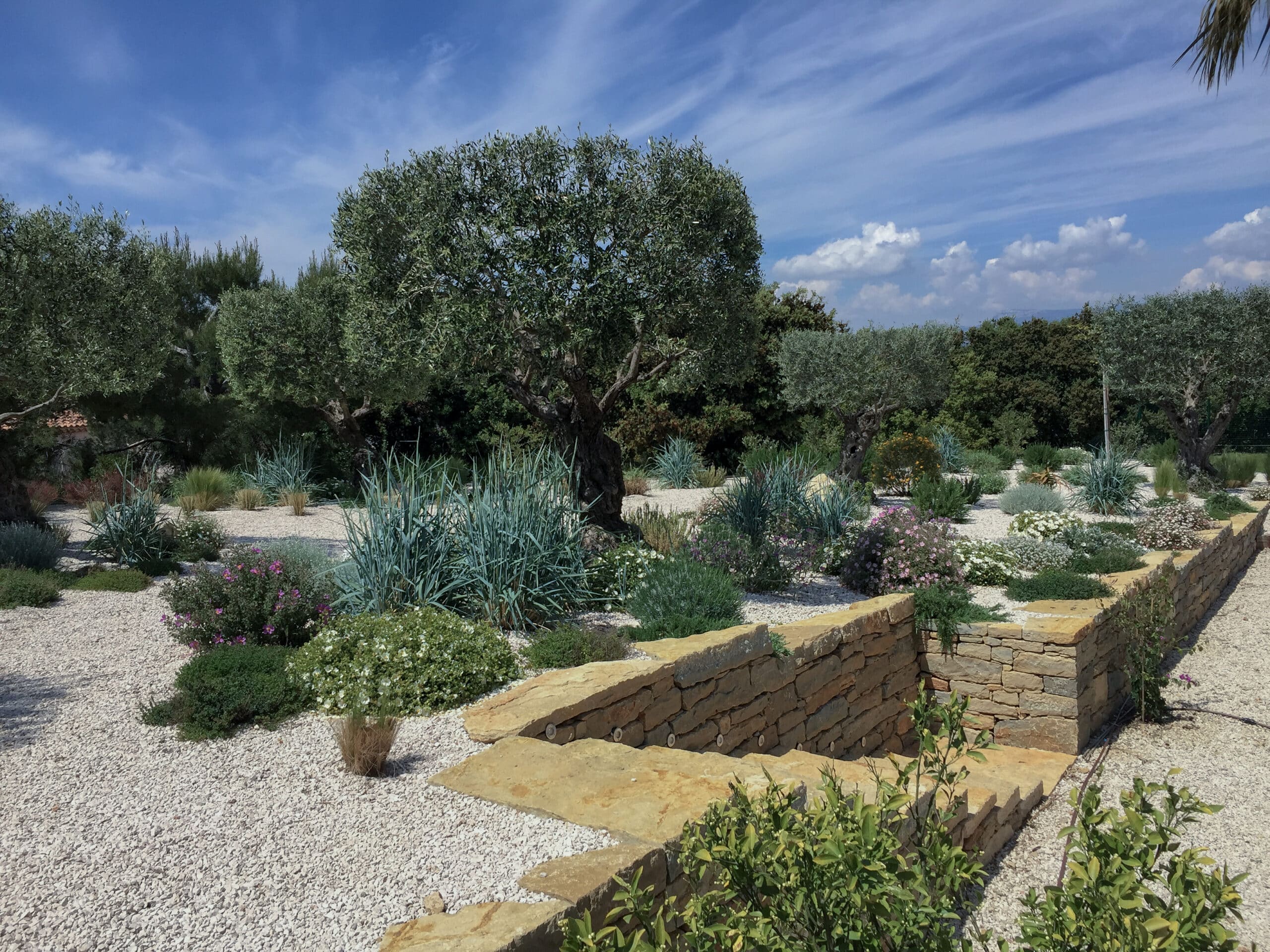 Jardin méditerranéen avec oliviers et fleurs sur gravier blanc près d'un escalier en pierre sèche.