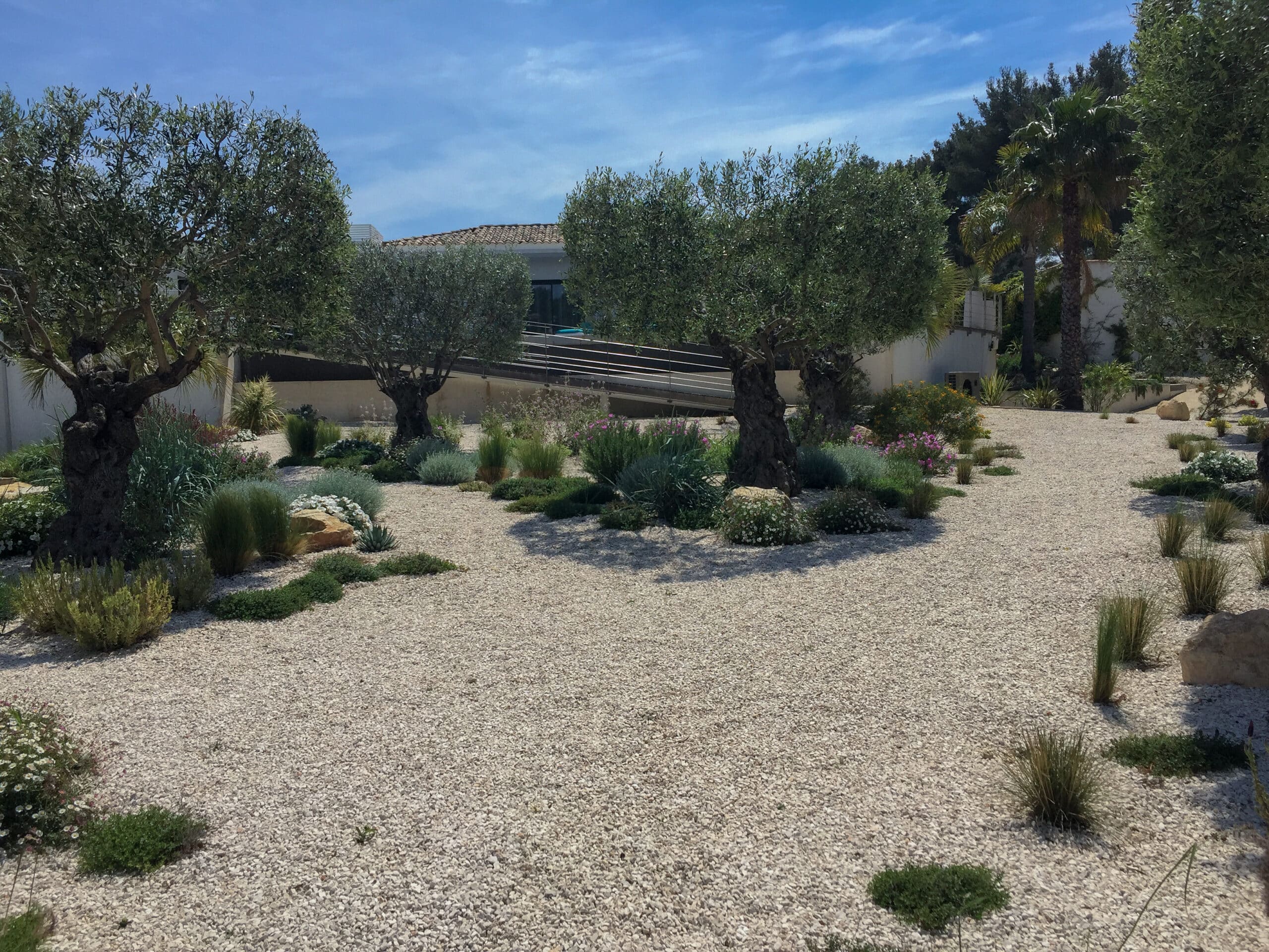 Jardin sec méditerranéen avec oliviers, gravier blanc et plantes de rocaille sous un ciel bleu ensoleillé.