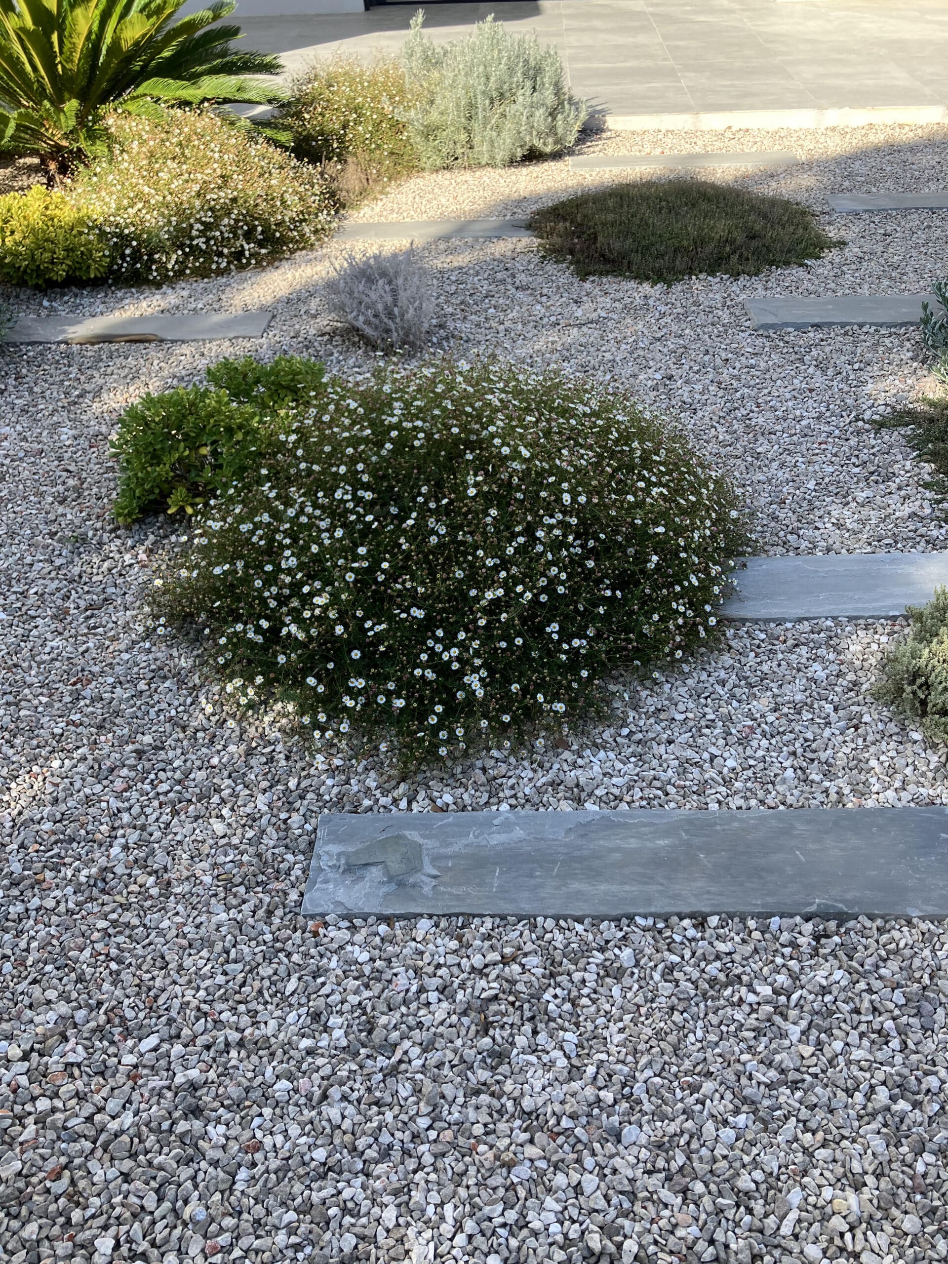 Jardin minéral moderne avec gravier blanc, dalles de pierre grises et buissons fleuris de petites fleurs blanches.