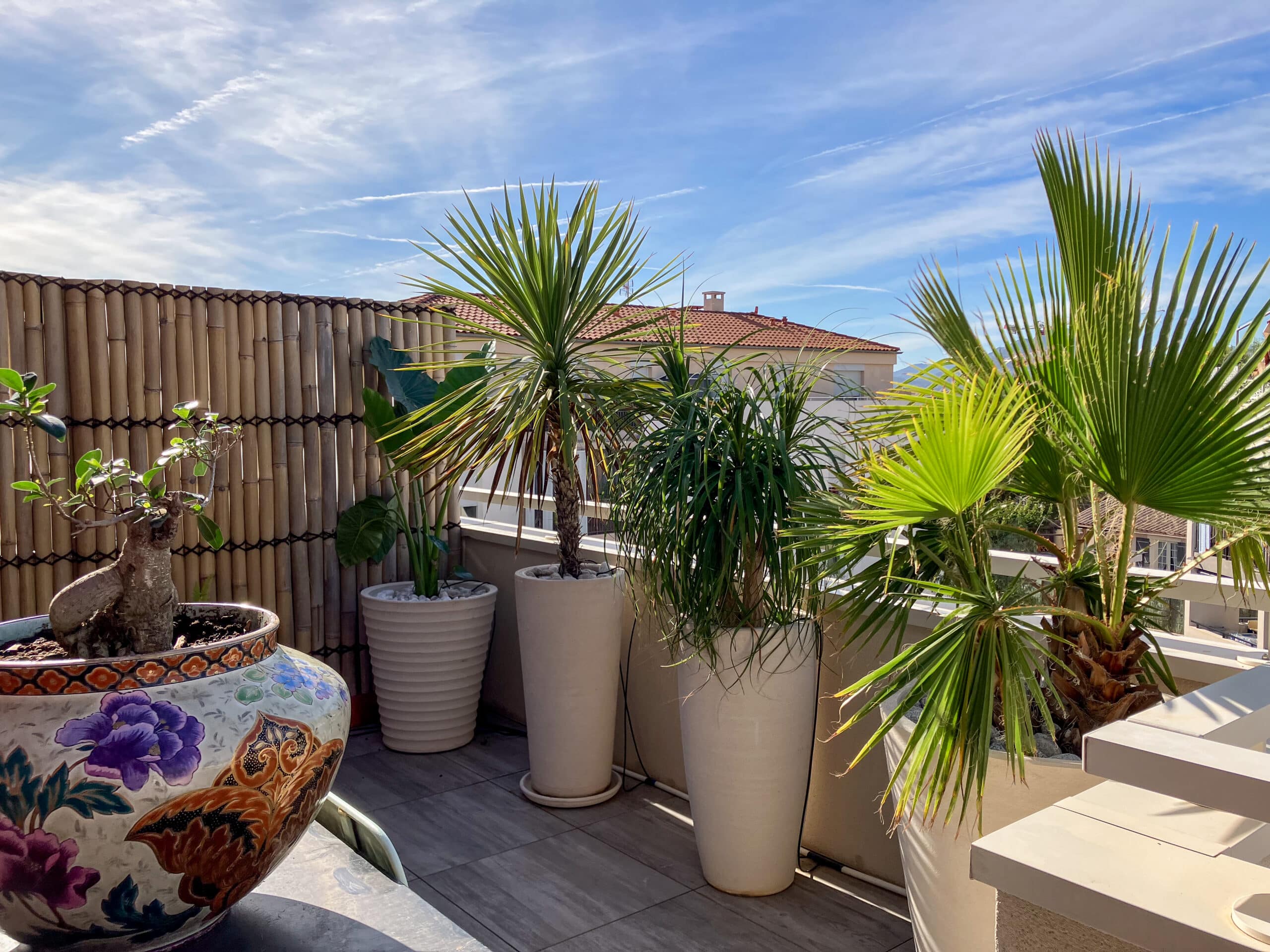Terrasse ensoleillée avec plantes exotiques en pots blancs et bonsaï décoratif devant une clôture en bambou.